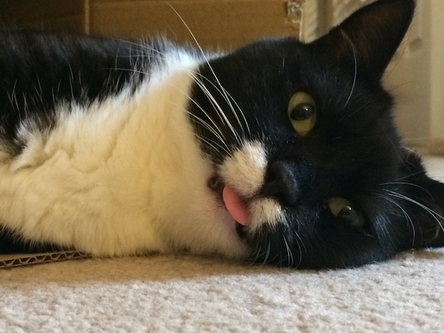 renewable cat litter