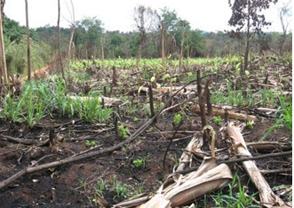 felisorb is the only environmentally-friendly-kitty-litter