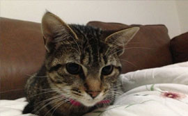 odour free cat litter