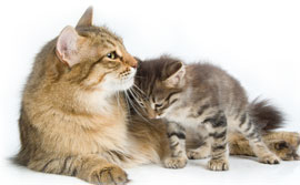 renewable cat litter